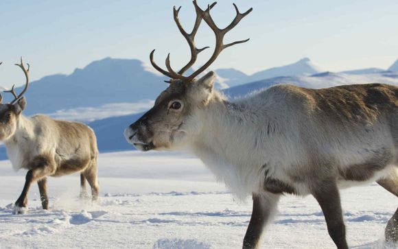Ihre inbegriffenen Ausflüge
