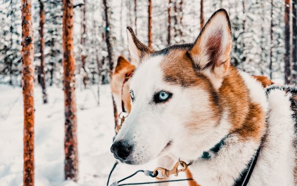 Im Angebot enthalten