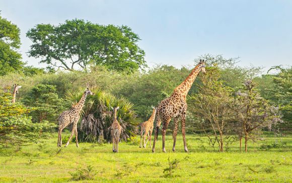 Ihre Safari im Überblick