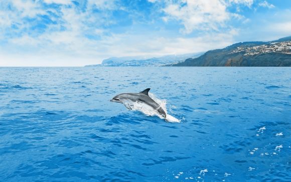 Beobachtung von Delfinen und Walen auf Madeira