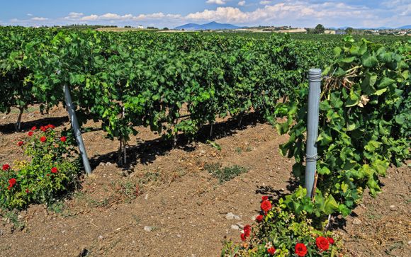 Ihre Ausflugsoptionen