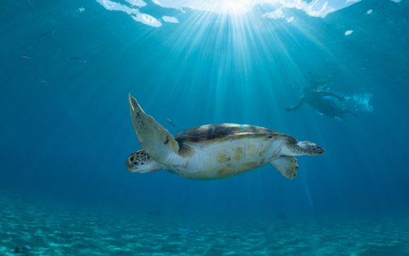 Ihre Ausflugsoptionen