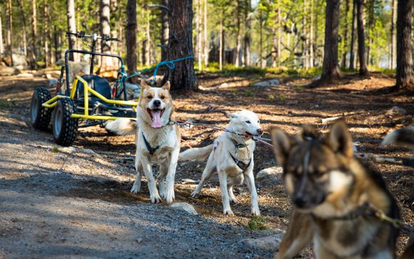 Besuch einer Husky-Farm