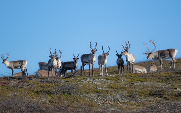 Im Angebot enthalten