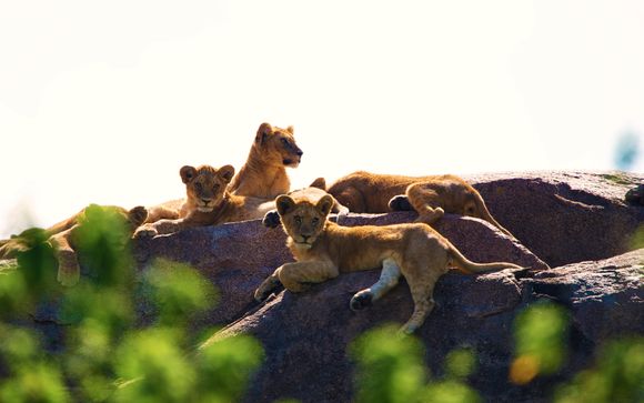Ihre Safari im Detail