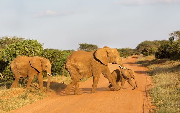 Safari im Tsavo Est Nationalpark - mit 1 Übernachtung