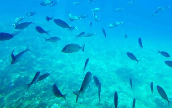 Excursión a la Isla de Benidorm incluida hasta el 31/10/26