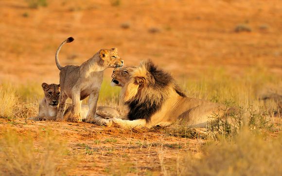 8 noches en Calabash Safari Lodge