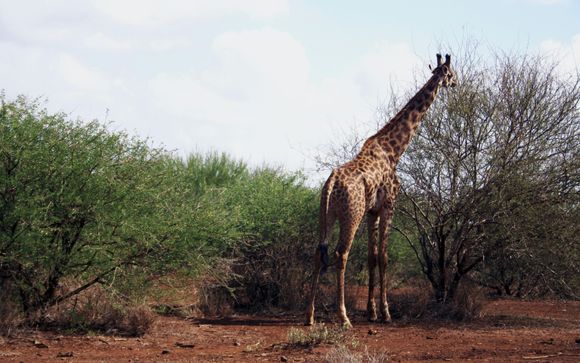 Tu itinerario durante el safari