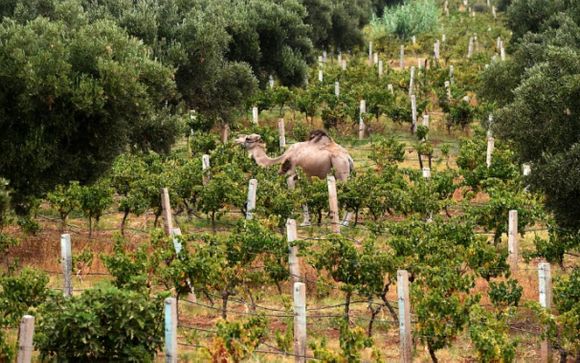 Itinerario - Salidas en grupo