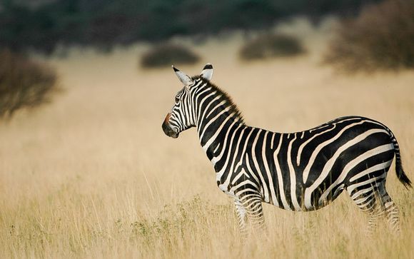 Su safari de 2 días y 1 noche