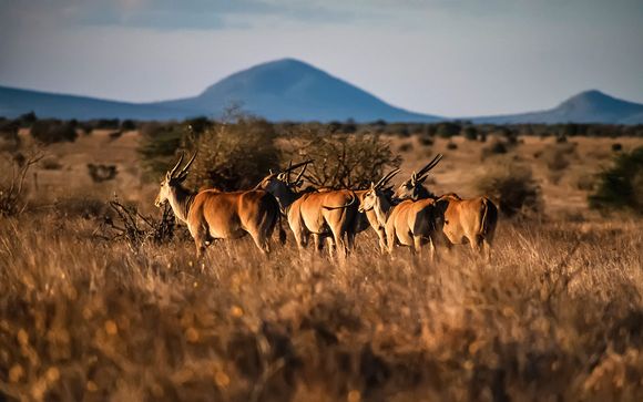Safari en Tsavo East / Amboseli / Saltlick - 10 Noches