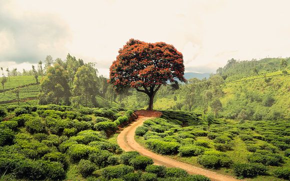 Itinerario - 8 noches