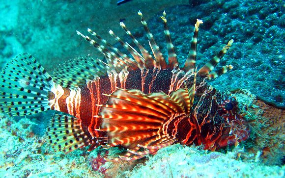 Tu safari (opción 2)