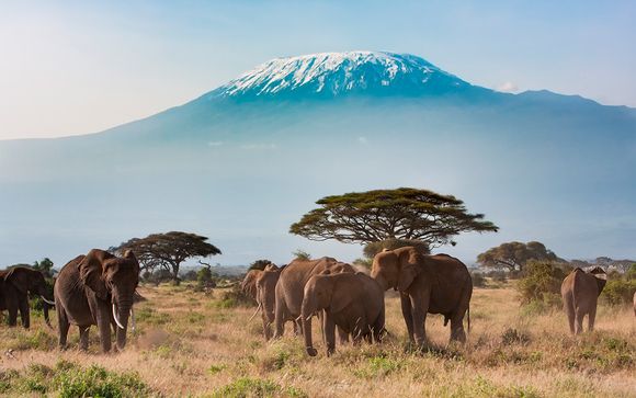 Tu safari