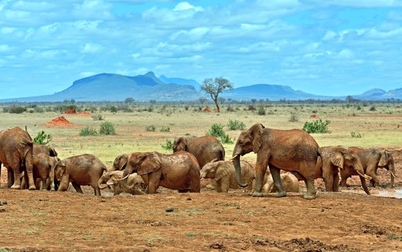 Safari (solo Opción 1)