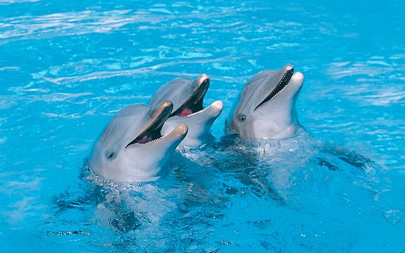 Actividades incluidas