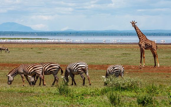 Pre-extensión opcional: Safari de 3 o 4 noches