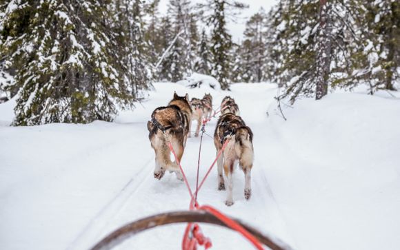 Safari en chiens de traîneau