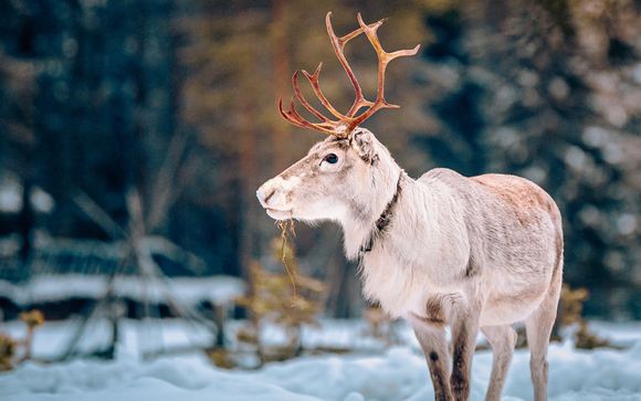 Séjour Hivernal Arctique (18/12/2025 au 23/12/2025 et du 20/01/2026 au 22/03/2026)