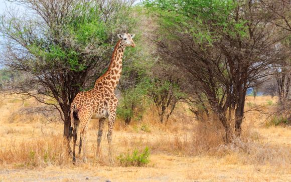 Rendez-vous... en Tanzanie