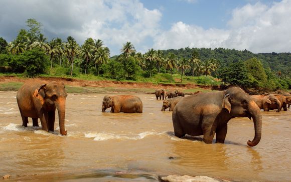 Mettez une option sur l