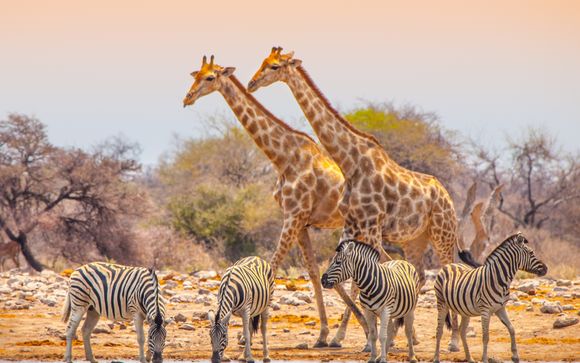 Mettez une option sur l