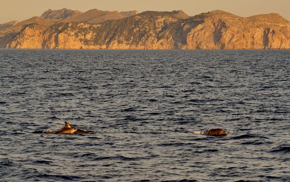 Observation des dauphins