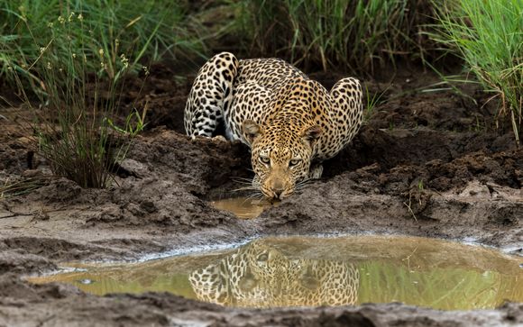 Jour 2 : Johannesburg - Madikwe Game Reserve