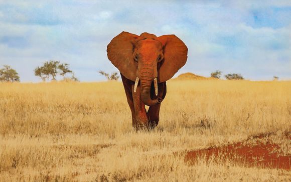 Rendez-vous... au Kenya