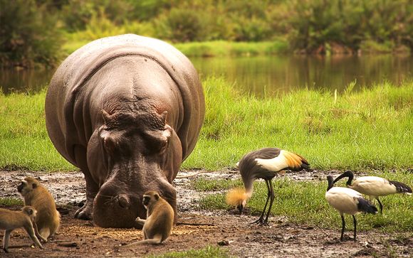 Zoom sur vos safaris possibles
