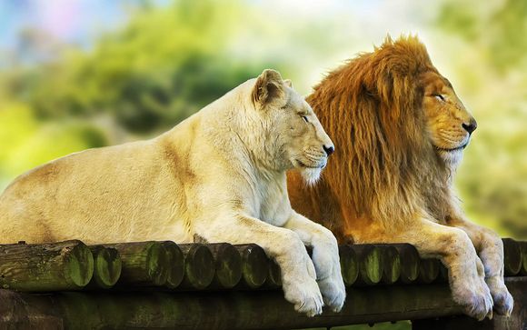Zoom sur votre safari