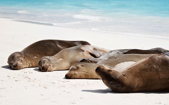 Choix 2 : Zoom sur votre programme en 14 nuits avec extension croisière aux Galapagos - itinéraire B