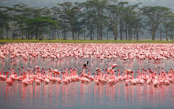 Zoom sur le programme Safari Rift Valley et Baobab Beach Resort & Spa 4*