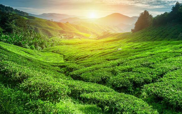 Cap sur le pays de Sir Lipton