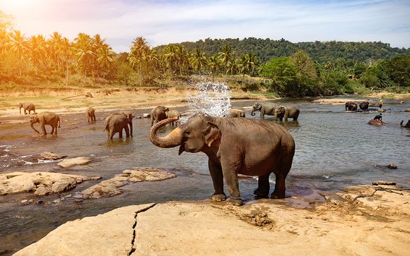 Rendez-vous... au Sri Lanka