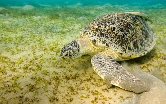 Escursione di un'intera giornata alla baia di Marsa Mubarak con snorkeling
