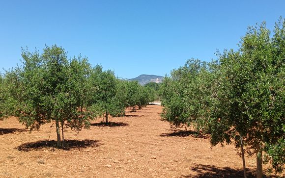 Alla scoperta dei sapori di Maiorca