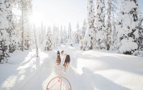Esperienza in slitta trainata da cani (husky) – 1h30