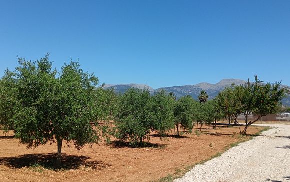 Mercato e degustazione di olio d'oliva