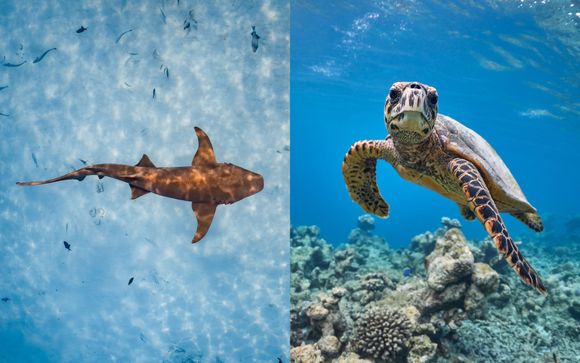 Snorkeling con gli squali nutrice e alla scoperta delle tartarughe