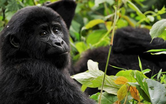 Il fascino dell'Africa