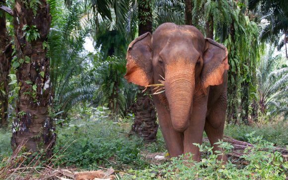 Escursione Thai experience: visita a un campo di elefanti, cucina thailandese e accesso alla cascata Tam Nang