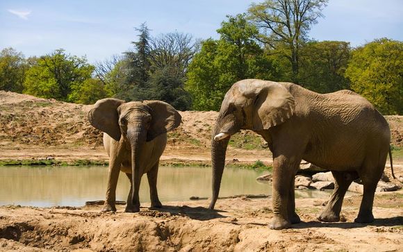 Il vostro programma immersivo con gli elefanti di Thoiry