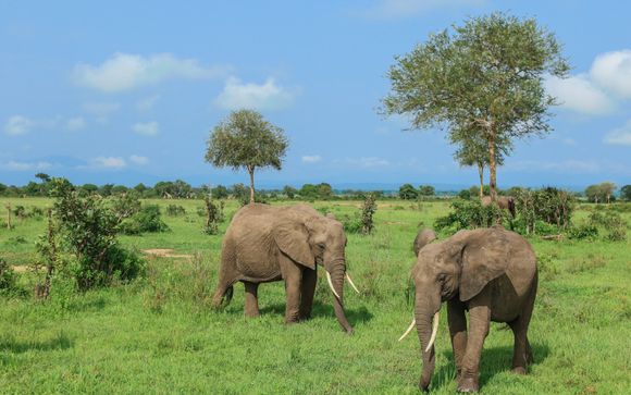 Safari di un giorno al Parco Nazionale Mikumi (offerta 2)