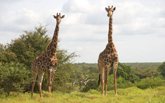 Il vostro soggiorno a Johannesburg: il Premier Hotel OR Tambo