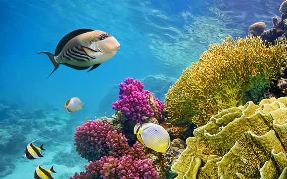 Giorno 3: Sessione di snorkeling