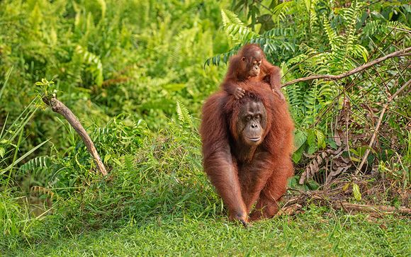 Alla scoperta del Borneo Malese
