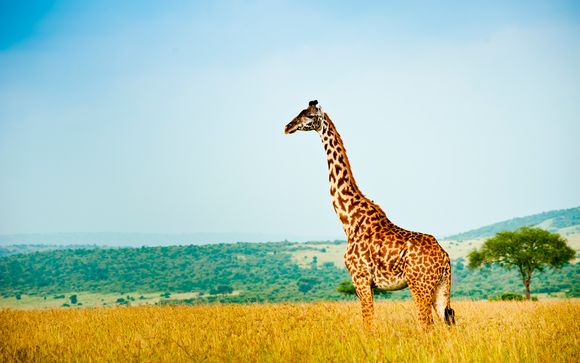Swahili Beach Resort 5* e Safari