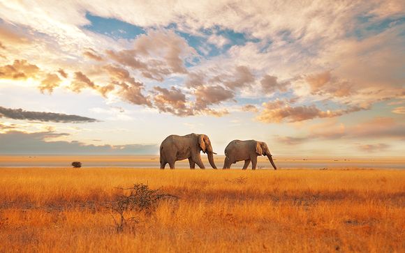 Safari Tsavo Est + Dorado Cottage 4*
